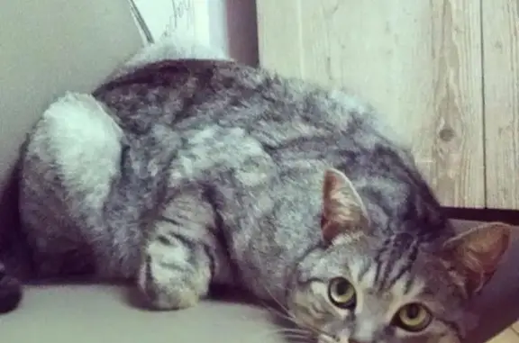 Кошки потеряшки, Маркова, фото: Потеряшка кот в Иркутской области, рабочий поселок Маркова.