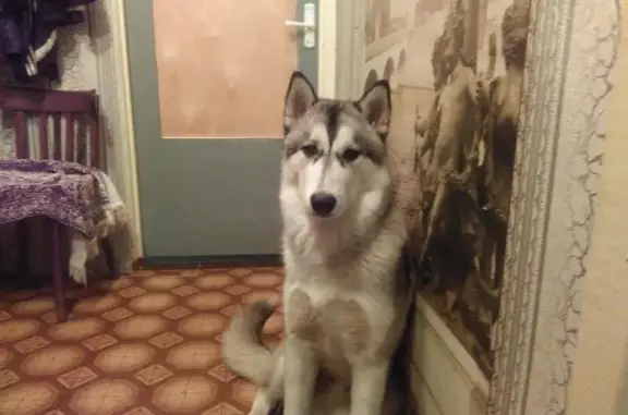Найдена собака в Костромской области, ищем хозяев!