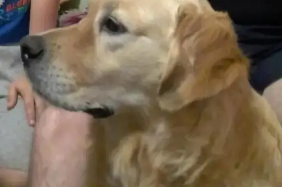 Найдена собака Кабель на ул. Симферопольской в Краснодаре