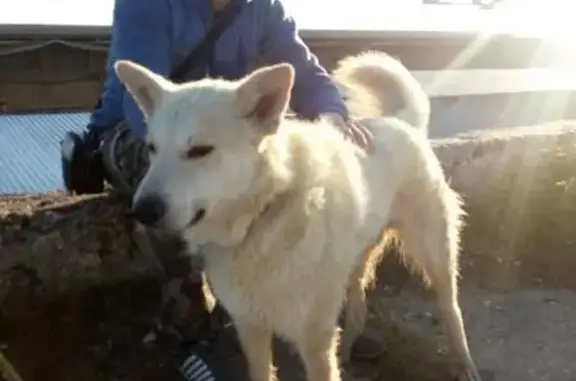 Найдена собака Марат у Ледового дворца Капустина, нужна помощь в поиске хозяина