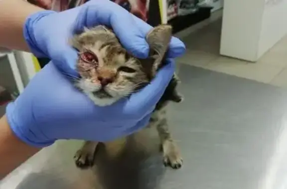 Нужна помощь для спасения глазика кошки в Тольятти