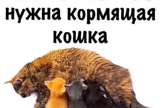 Найдена кормящая кошка в Троицке, Москва