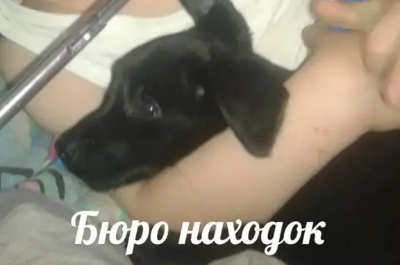 Пропала собака на ул. Пролетарского в Новодвинске