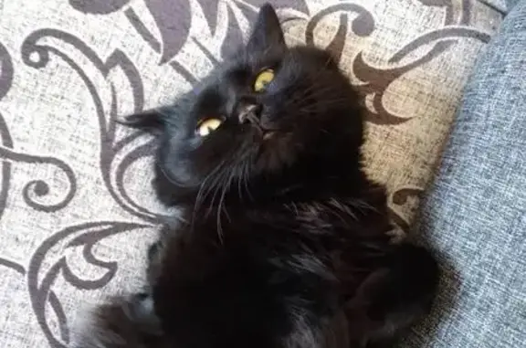 Кошки потеряшки, Абакан, фото: Потеряшка кошка Кузя в Усть-Абакане.