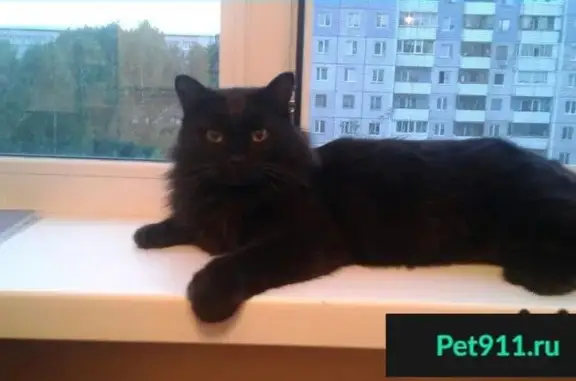 Пропала кошка на пр. Химиков, 16 в Кемерово