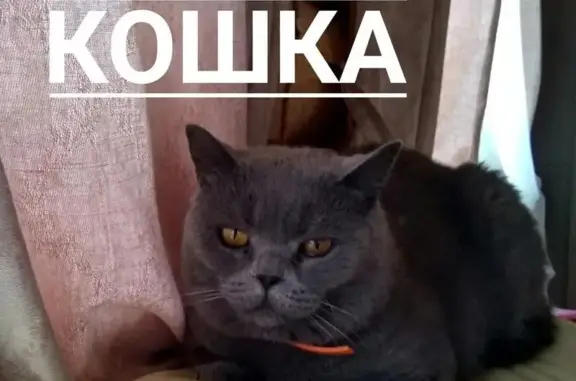 Пропала кошка в деревне Нова, Череповецкий район