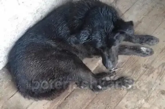 Пропала собака в Толмачево, помогите найти!