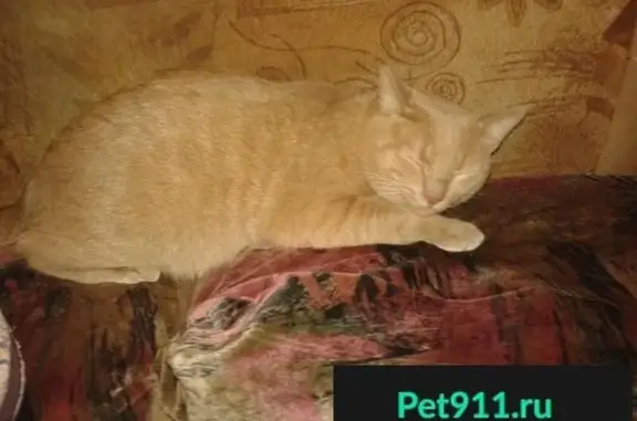 Пропал кот Маркиз на Беринга, Мурманск