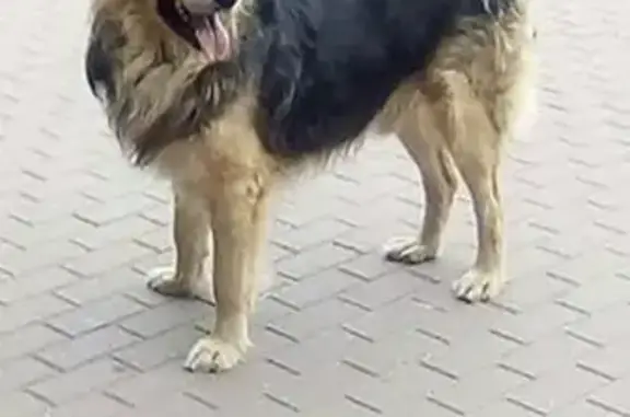 Пропала собака Грей в Братеево, вознаграждение