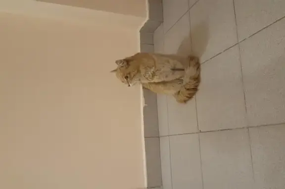 Уникальный кот ищет дом: Щёлково, Богородский, 21