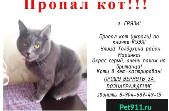 Пропала кошка в Грязах, ул. Толбухина, район Маринка.