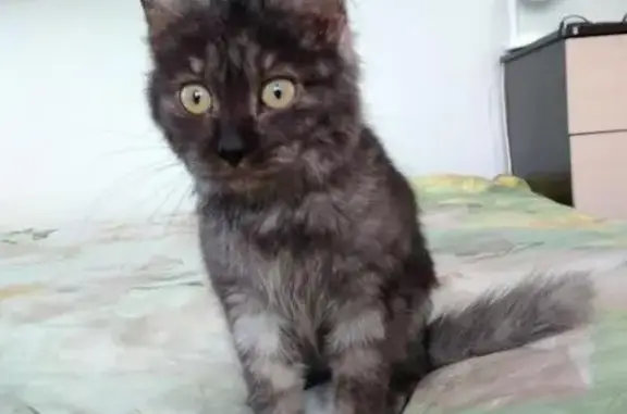 Найден дымчатый котенок в Екатеринбурге