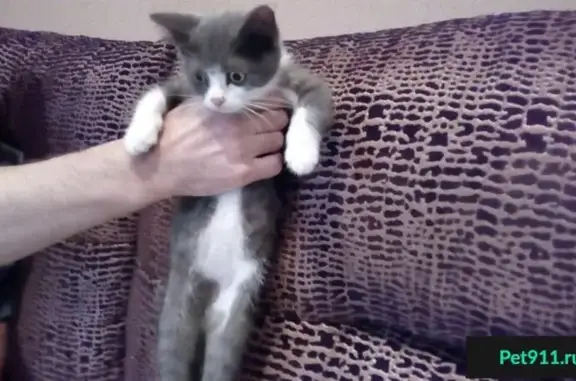 Найдены 2 котёнка в Новосибирске!