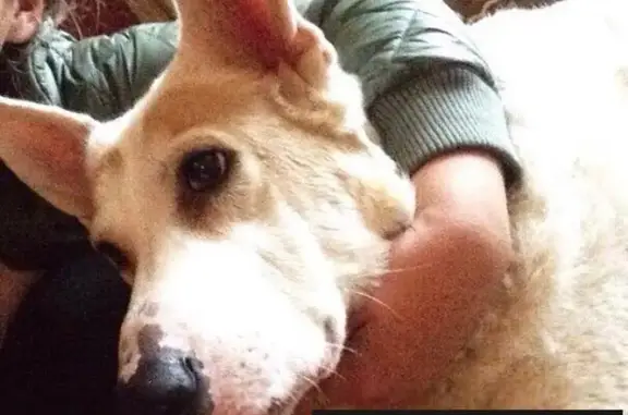 Пропала собака Чуча в Меньково, Ленобласть, Россия