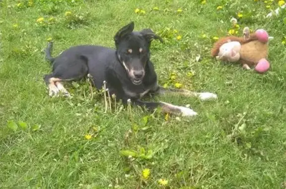 Найдена бойкая собака в Челябинске #жч_собаки