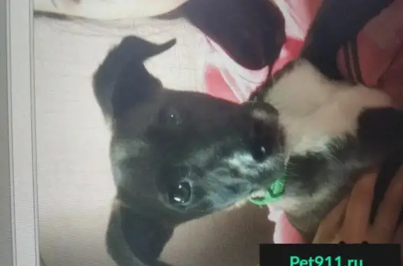 Пропала собака, найден щенок в Москве.