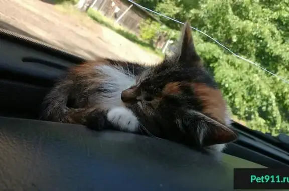 Найдена трехцветная кошка возле дороги в Смоленске