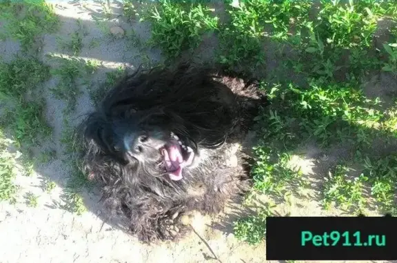 Пропала собака в Барнауле
