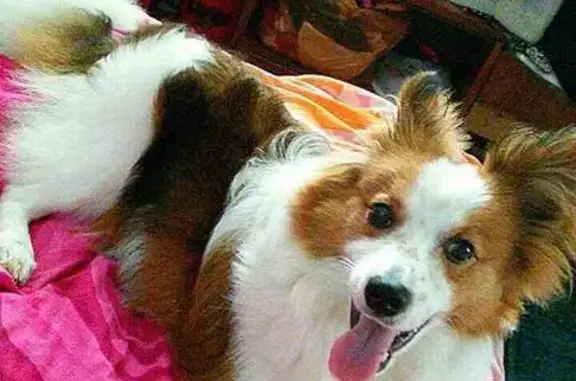 Собаки потеряшки, Натырбово, фото: Потеряшка собака в Натырбово, Республика Адыгея