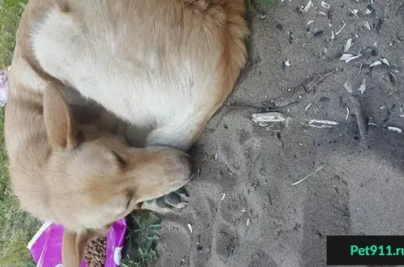 Найдена добрая собака на ул. Тополей, 4 (Самара)
