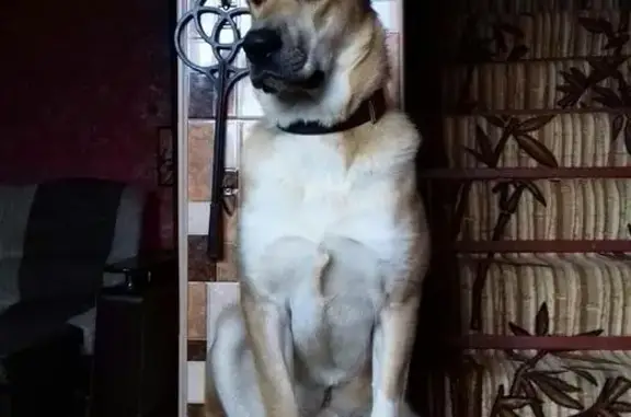 Собаки потеряшки, Севастополь, фото: Потеряшка собака в Севастополе, район Фиолента