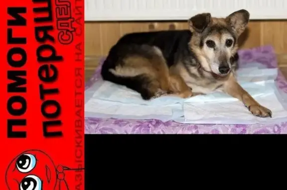 Пропала собака в Одинцово!
