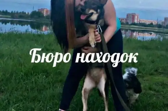 Пропала собака Моня в районе Труда-Ломоносова, Архангельск