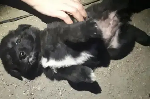 Найден щенок у Дома Офицеров, Иркутская область