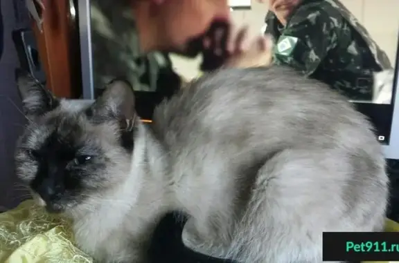 Пропала кошка в Барнауле, метис сиамской, цвет на лапах.