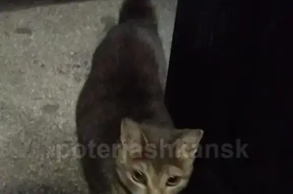 Найдена серая кошка на ул. Станиславского 17