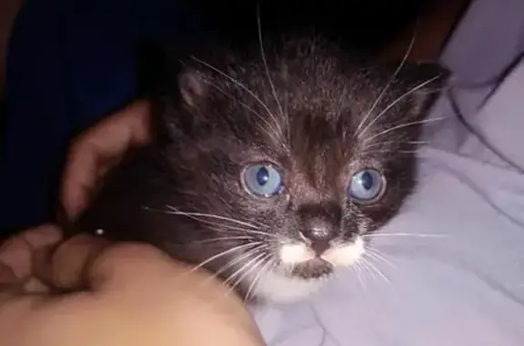 Найдена кошка Малышка ищет дом в Чите