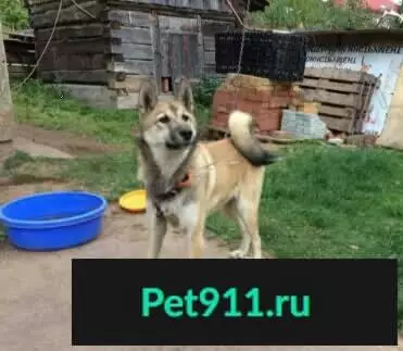 Найдена собака в 21 Микрорайоне, Кемерово