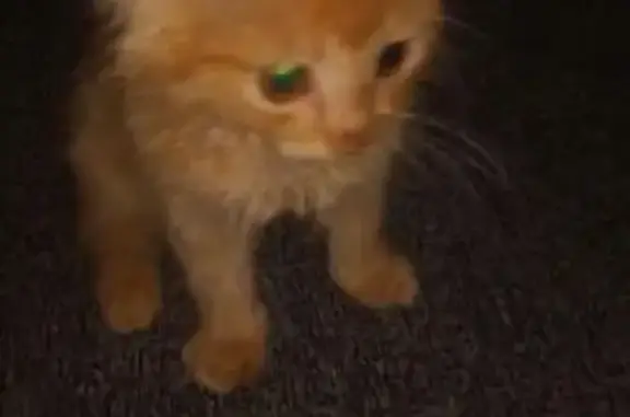 Найдена кошка на улице г. Черногорск, ищет хозяина