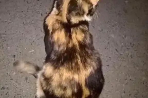 Найдена черепаховая кошка в Екатеринбурге