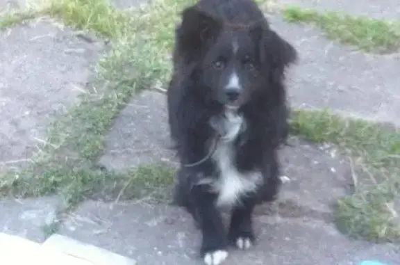 Найдена пугливая собака с ошейником в Малом Судислово