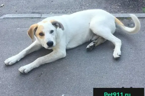 Пропала собака в Одинцовском районе, Московская область