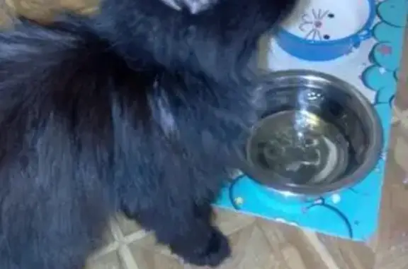 Найдена домашняя черная кошка в Екатеринбурге