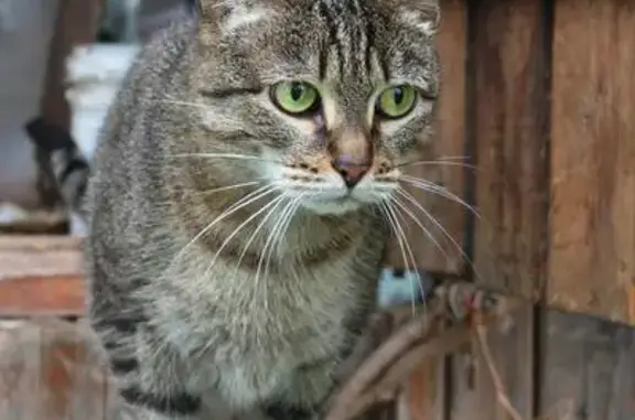 Пропала домашняя кошка на ул. Куйбышева, 157 в Перми