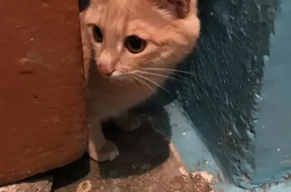 Найден рыжий котенок в Магнитогорске