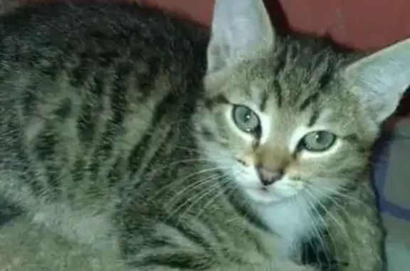 Найдена кошка на КСМ, ищут новый дом для котят