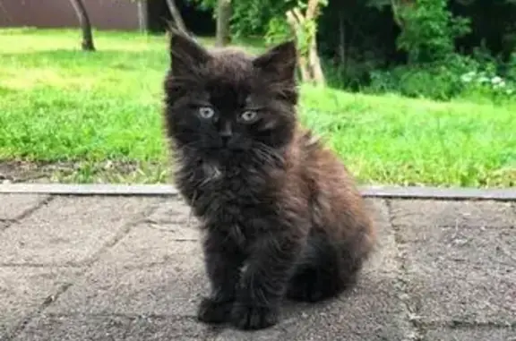 Найдены два маленьких чёрных котёнка возле метро Тёплый стан в Москве