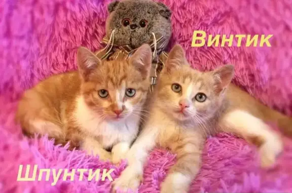 Найдены рыжие котята в Москве, МО - ищут дом
