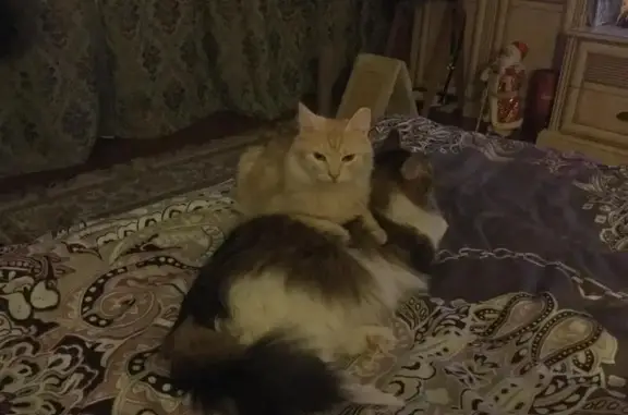 Пропала кошка в Ступинском районе Подмосковья: молоденькая миниатюрная персикового окраса.