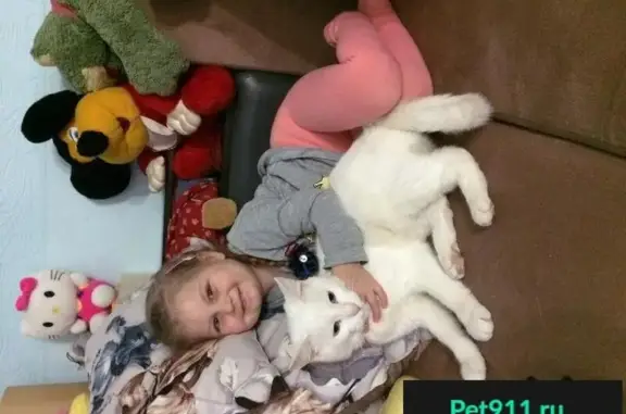 Кошки потеряшки, Купники, фото: Потеряшка белая кошка Герда в деревне Купники, Смоленский р-н