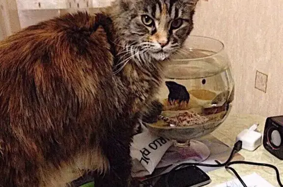 Пропала кошка породы Мейн-кун в Ленинском р-не, деревня Калиновка, вознаграждение за находку.