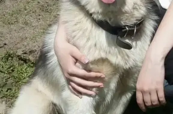 Пропала собака Хаски в Орехово-Зуево, Московская область