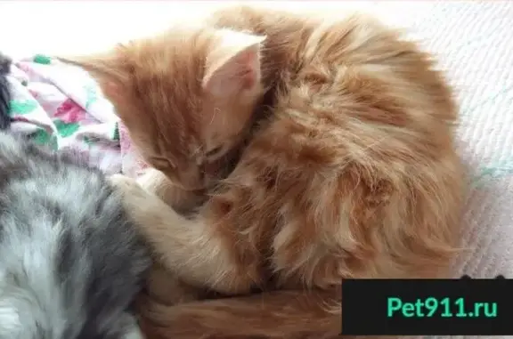 Кошки потеряшки, Плес, фото: Потеряшка рыжая кошка в г. Плес, Ивановская область