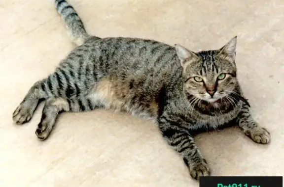 Пропала кошка в Балашихе на ул. 40 лет Победы