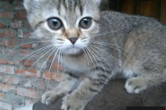 Найдена кошка в Белгороде, нужна помощь!