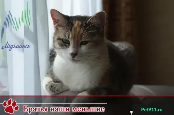 Пропала кошка на ул. Гаджиева 14, просьба о репосте
